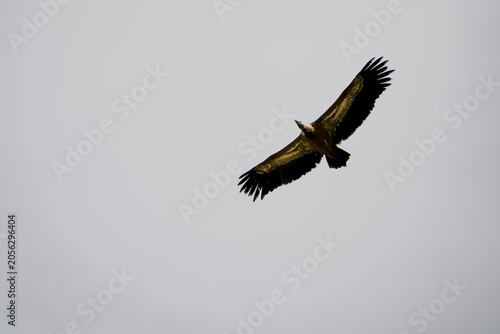 Close-up of Griffon vulture (Eurasion griffon, Gyps fulvus) 