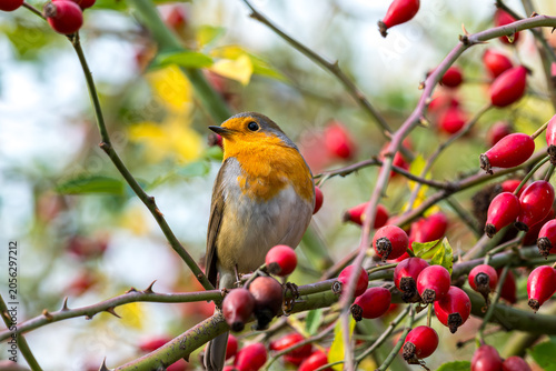 Cute European robin bird perched on a thorny rosehip branch with red berries in autumn
