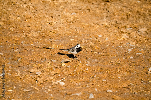 Close-up of a White Wagtail (Motacilla alba alba) hunting for insects