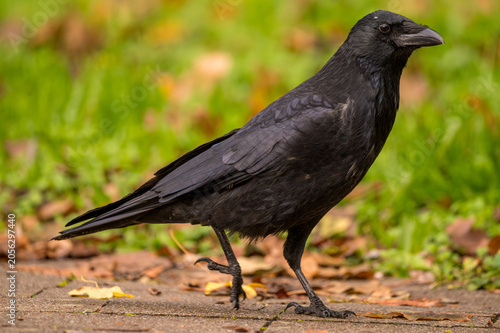 Wild black crow walking on a stone pavement covered with fallen autumn leaves