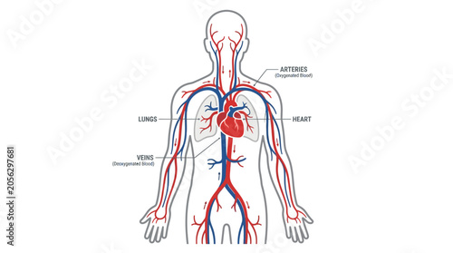 Canvastavla Anatomical illustration of a human body showing the circulatory system with labeled arteries and veins on a white background