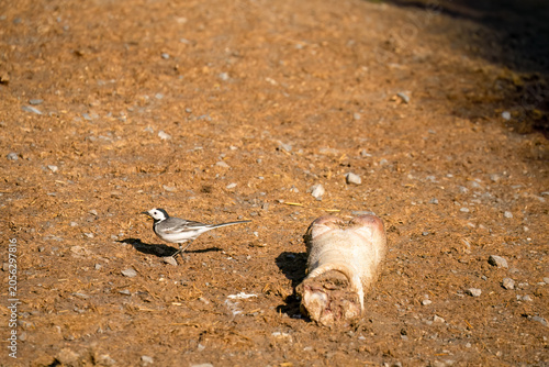 Close-up of a White Wagtail (Motacilla alba alba) hunting for insects