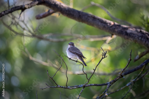 Close-up of a Spotted Flycatcher (Muscicapa Striata)