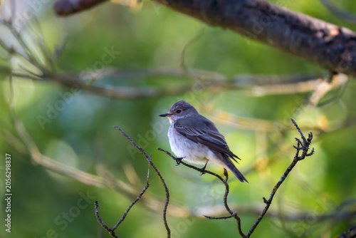 Close-up of a Spotted Flycatcher (Muscicapa Striata)