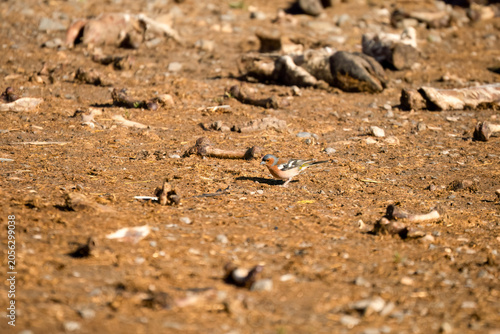 Close-up of a Eurasian Chaffinch (Fringilla coelebs)