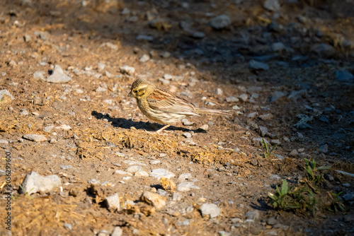 Close-up of a Cirl Bunting (Emberiza Cirlus)