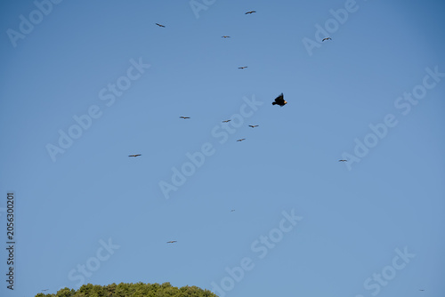 Close-up of Griffon vulture (Eurasion griffon, Gyps fulvus) 