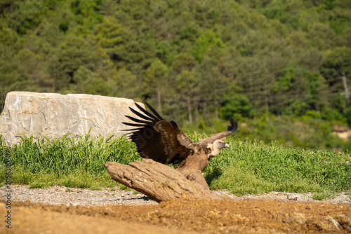 Close-up of Griffon vulture (Eurasion griffon, Gyps fulvus) 