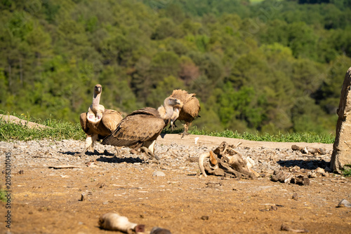 Close-up of Griffon vulture (Eurasion griffon, Gyps fulvus) 