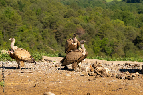 Close-up of Griffon vulture (Eurasion griffon, Gyps fulvus) 