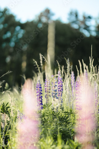 Wild Purple Lupines and Grasses in Natural Meadow Landscape