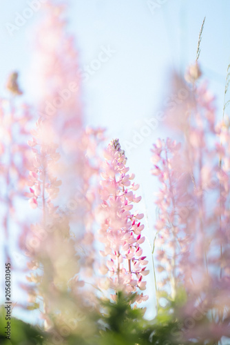 Pink Lupine Blossoms in Natural Sunlight