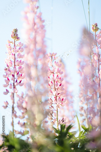 Soft Pastel Pink Lupine Wildflowers in Spring Bloom