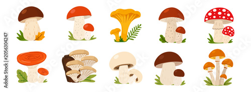 Bild auf Leinwand Bright autumn mushroom collection, vector illustration with forest leaves