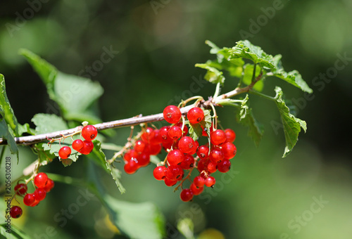 Red currant bush close up