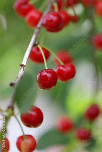 Red sour cherries on a tree