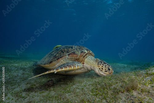 Принти на полотні green sea turtle (Chelonia mydas), also known as the green turtle, black sea tur