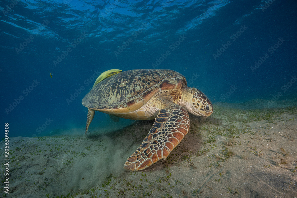 Obraz premium green sea turtle (Chelonia mydas), also known as the green turtle, black sea turtle, and Pacific green turtle