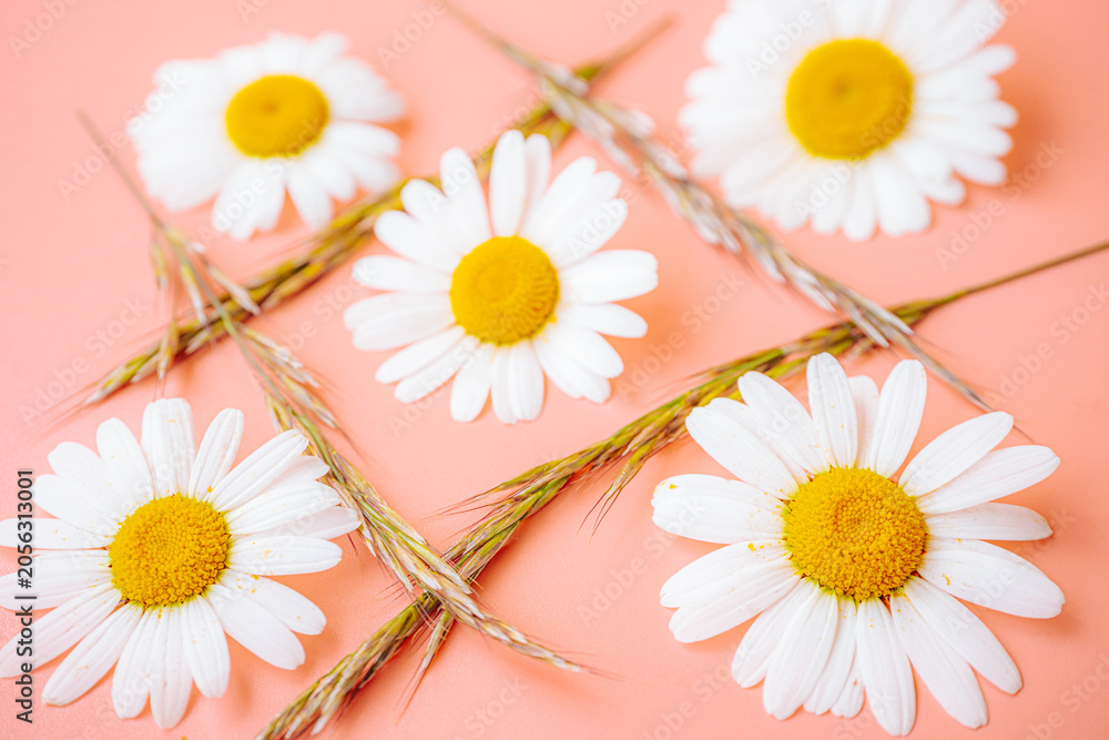 Obraz premium White daisies with bright yellow centers are arranged among pale grass stalks against a bright sky blue background. Soft focus and colorful contrast create a fresh floral arrangement.