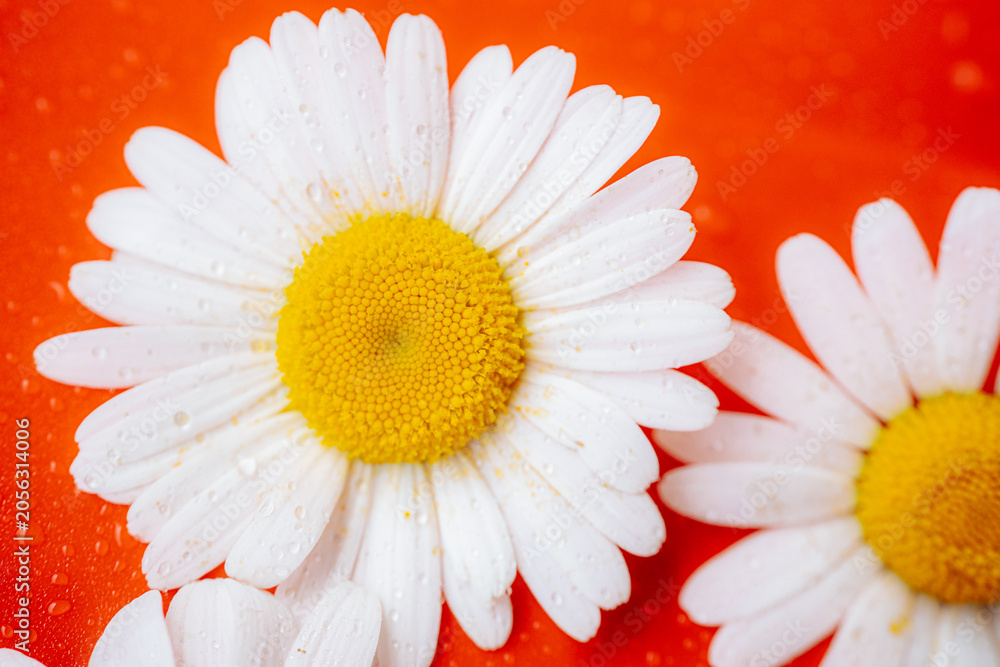 Fototapeta premium An extreme close-up of a white daisy with a bright yellow center on a red-orange background. The soft focus creates a vivid macro image of the flower.