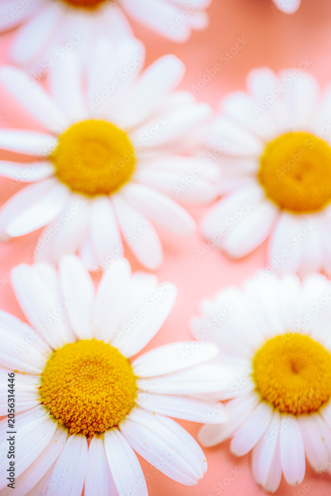 Obraz premium White daisies with yellow centers on a pink surface, photographed in soft focus with a dreamy floral mood.