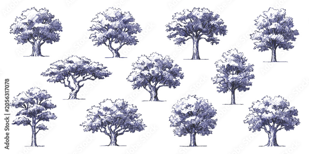 Fototapeta premium Set of hand drawn sketch oak trees with purple leaves for forest nature design and botanical illustration art