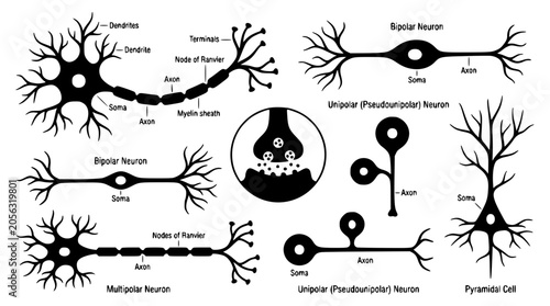 Foto Nerve cell types diagram collection showing multipolar bipolar unipolar neurons