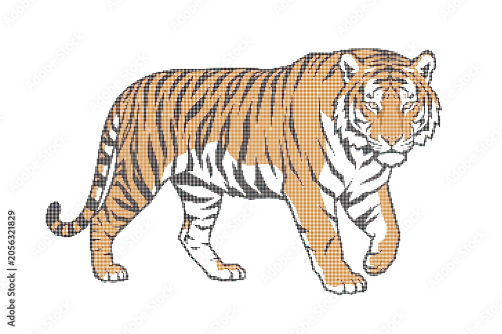 Obraz premium Tiger walking to the right side, orange and black stripes, white background