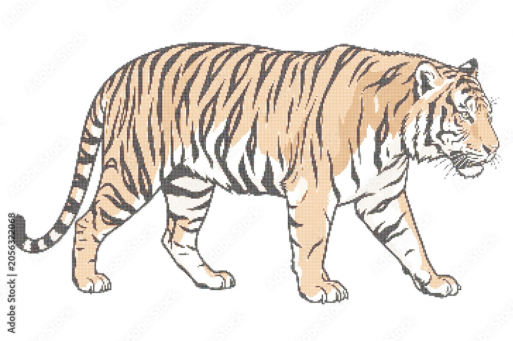 Obraz premium Tiger walking, orange and black stripes, white background