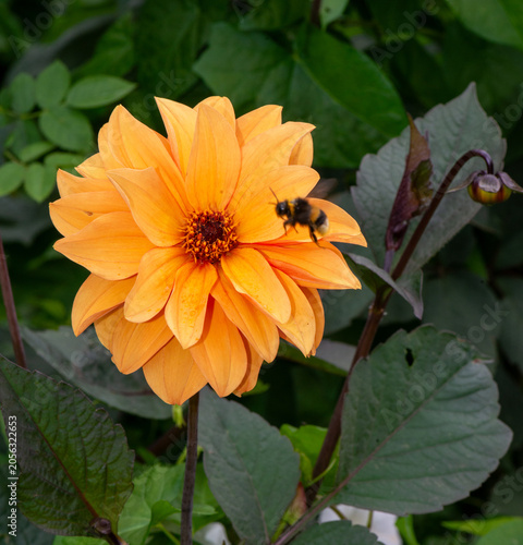 a bee flying near a bright orange dahlia flower