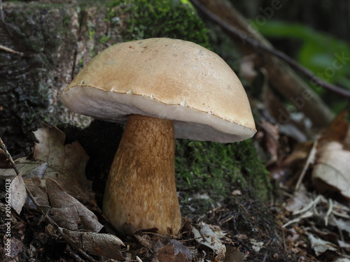 Foto Gallenröhrling, Tylopilus felleus