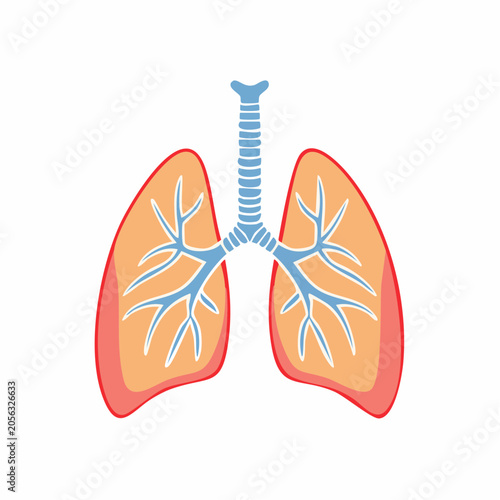 Illustration of Human Lungs and Trachea