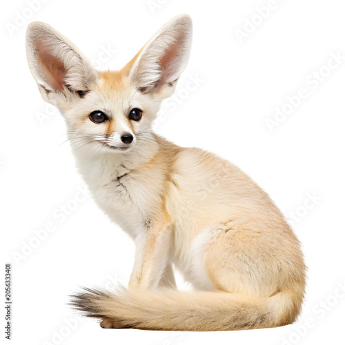 Desert Fox Wonder: A fennec fox, with its oversized ears and keen eyes, sits alertly, a portrait of desert adaptation and natural charm.