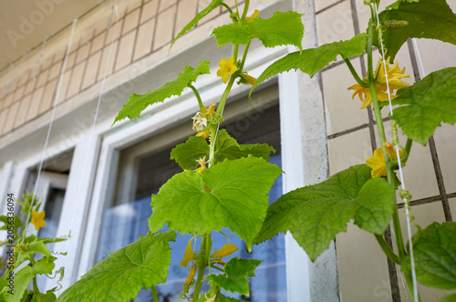 Natural cucumber grows in a greenhouse. Growing fresh vegetables in a greenhouse