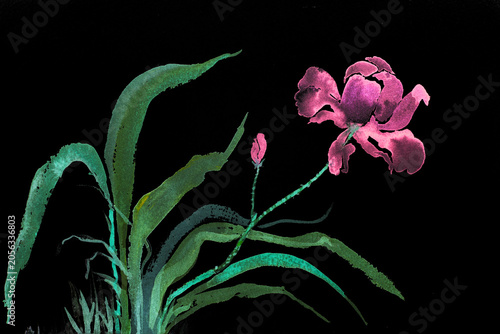 Bright orchid orchid watercolor painting on black background. The dabbing technique gives a soft focus effect due to the altered surface roughness of the paper.