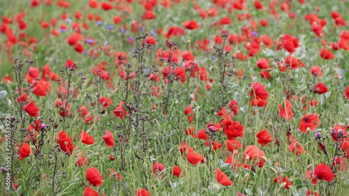Blühender Mohn
