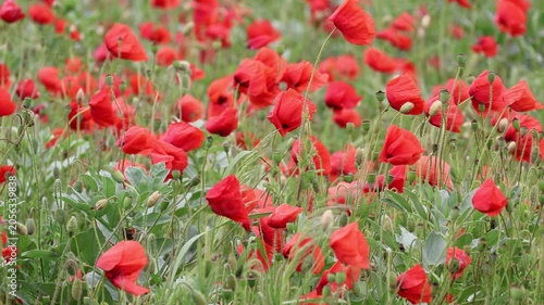 Blühstreifen mit Mohnblüten