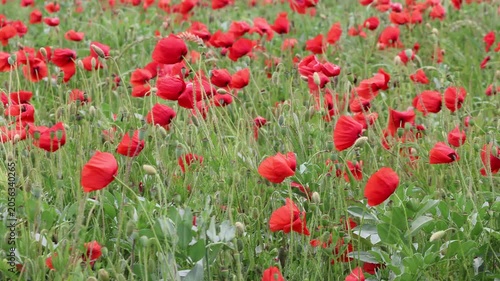 Blühstreifen mit Mohnblüten