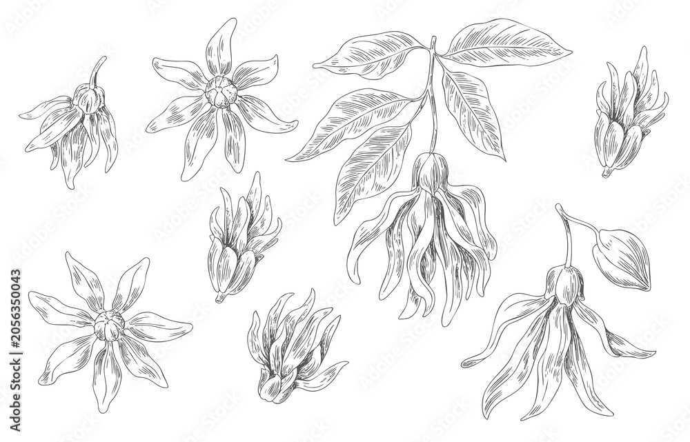 Fototapeta premium Vintage Ylang Ylang botanical elements with flowers, leaves, and engraved art.