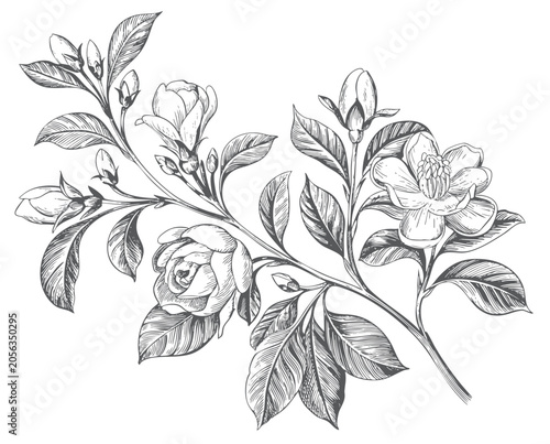Schilderij op canvas Gardenia flowers and buds on a leafy branch in vintage botanical engraving