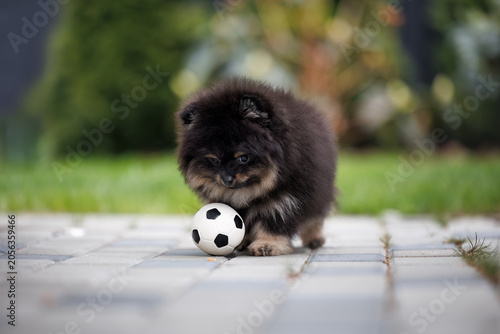 pomeranian spitz puppy playing with a ball toy outdoors