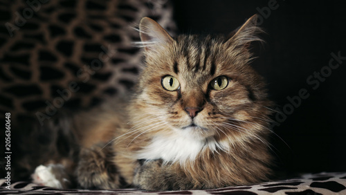 Canvas Print Portrait of a cat