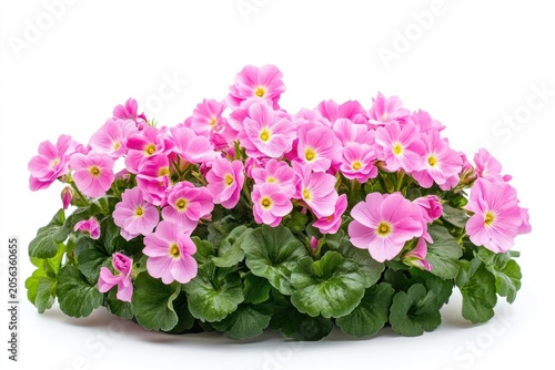 Primroses flowers bush primroses plants spring.