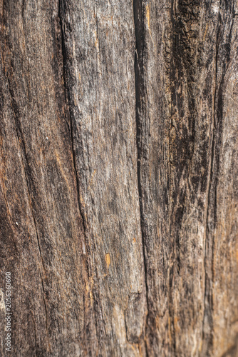 Abstract Weathered Wood Texture with Cracks and Tree Rings, Rustic Natural Background Showing Aging and Organic Patterns