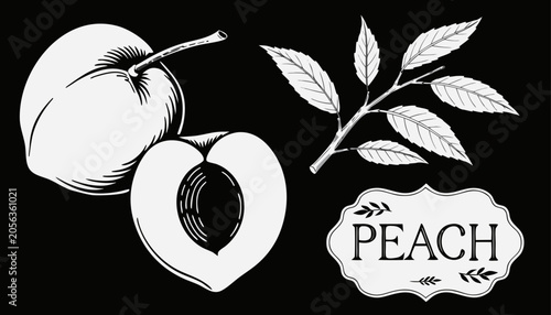 Фотография Very beautiful black-and-white engraved vector illustration featuring a whole PE