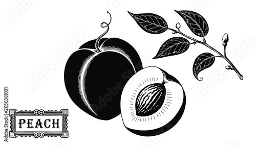 Obraz na plátně Very beautiful black-and-white engraved vector illustration featuring a whole PE