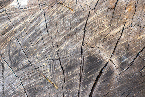 Abstract Weathered Wood Texture with Cracks and Tree Rings, Rustic Natural Background Showing Aging and Organic Patterns