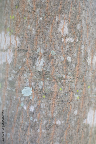 Abstract Weathered Wood Texture with Cracks and Tree Rings, Rustic Natural Background Showing Aging and Organic Patterns