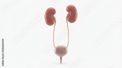 Human Urinary System Anatomy 3D Render