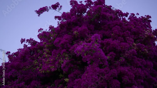 Colorful Bougainvillea Blossoms During Santos Populares Festival Lisbon Portugal Shot with Cinema Camera